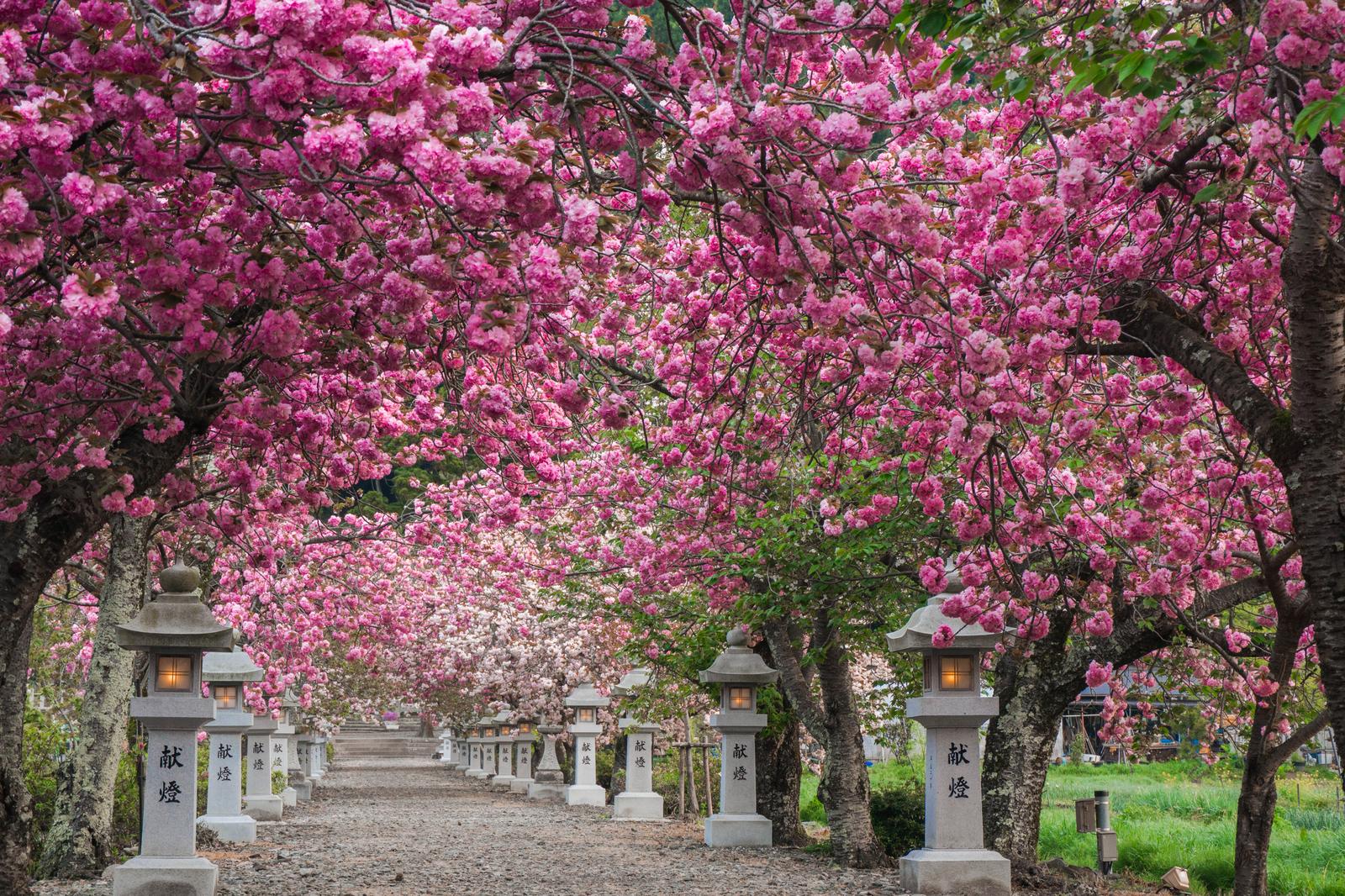 満開の八重桜の並木道